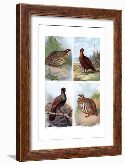 Game Birds from Harmsworth Natural History, 1910-Richard Lydekker-Framed Giclee Print