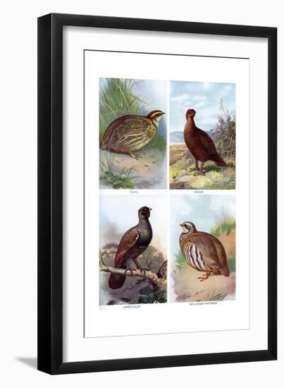 Game Birds from Harmsworth Natural History, 1910-Richard Lydekker-Framed Giclee Print