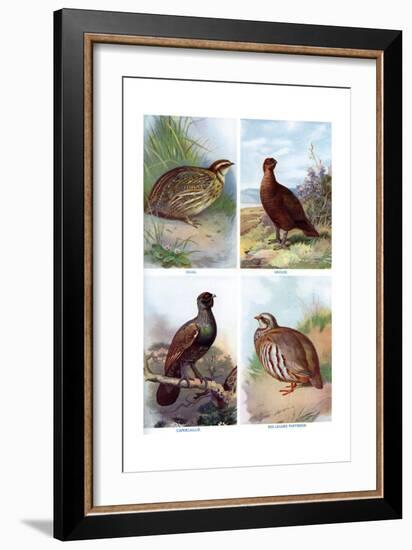 Game Birds from Harmsworth Natural History, 1910-Richard Lydekker-Framed Giclee Print