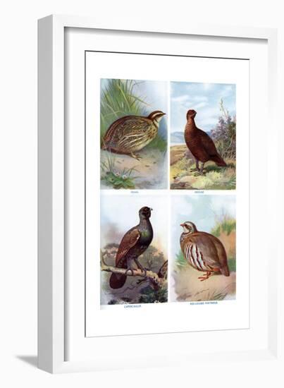 Game Birds from Harmsworth Natural History, 1910-Richard Lydekker-Framed Giclee Print