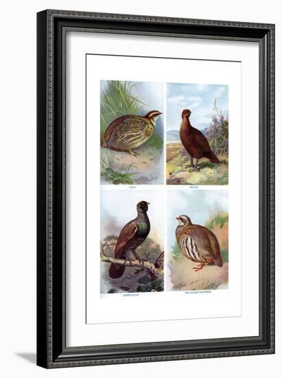 Game Birds from Harmsworth Natural History, 1910-Richard Lydekker-Framed Giclee Print