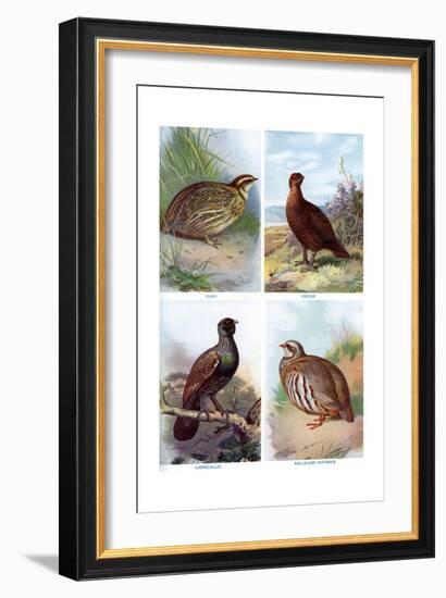 Game Birds from Harmsworth Natural History, 1910-Richard Lydekker-Framed Giclee Print