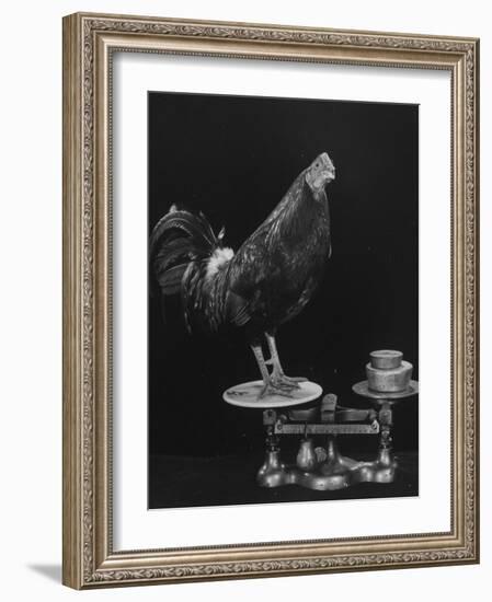 Gamecock Being Weighed Before a Fight-Gjon Mili-Framed Photographic Print