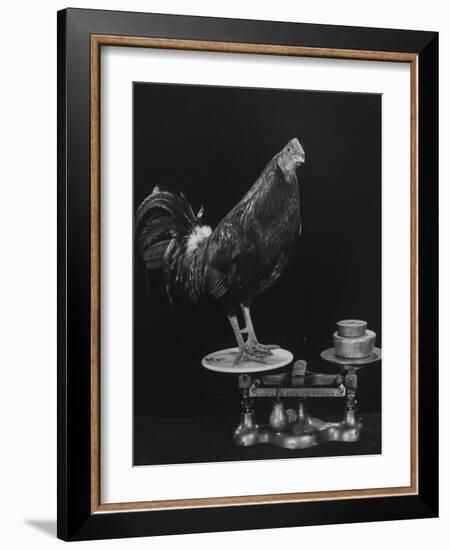 Gamecock Being Weighed Before a Fight-Gjon Mili-Framed Photographic Print