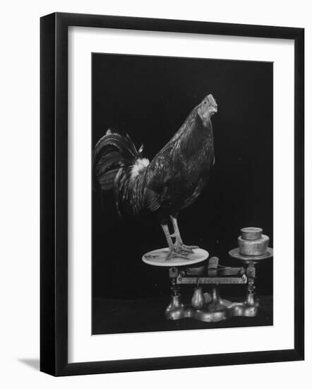 Gamecock Being Weighed Before a Fight-Gjon Mili-Framed Photographic Print