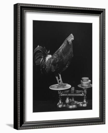 Gamecock Being Weighed Before a Fight-Gjon Mili-Framed Photographic Print