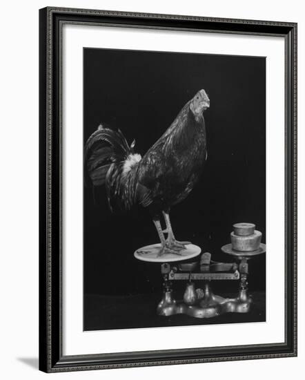 Gamecock Being Weighed Before a Fight-Gjon Mili-Framed Photographic Print