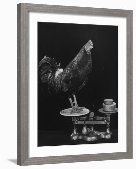 Gamecock Being Weighed Before a Fight-Gjon Mili-Framed Photographic Print