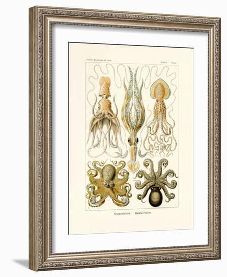 Gamochonia, 1899-1904-null-Framed Giclee Print