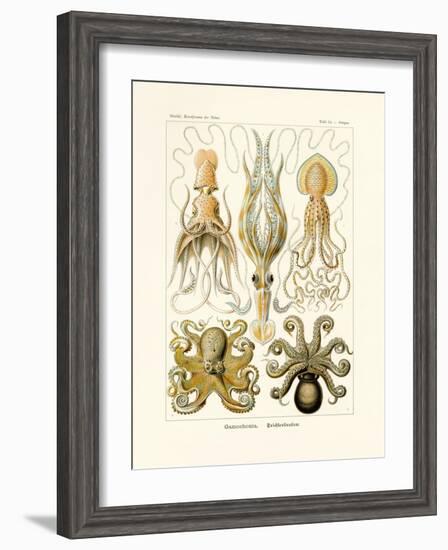 Gamochonia, 1899-1904-null-Framed Giclee Print