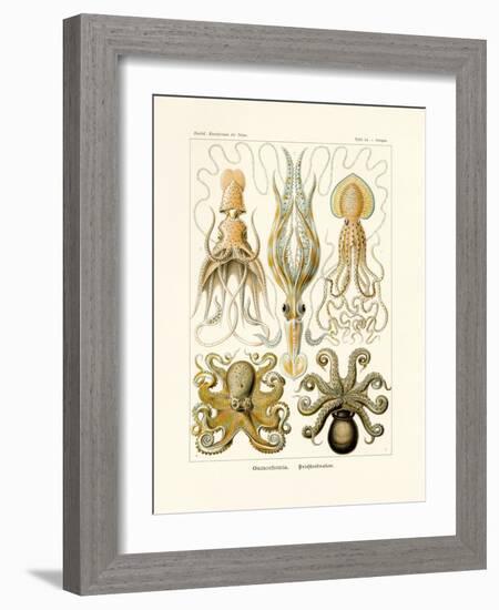 Gamochonia, 1899-1904-null-Framed Giclee Print