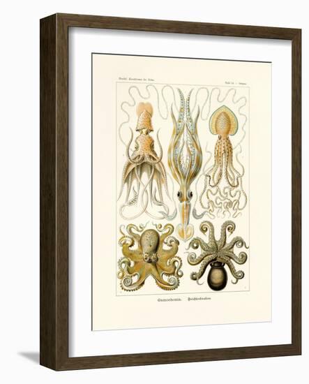 Gamochonia, 1899-1904-null-Framed Giclee Print