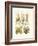 Gamochonia, 1899-1904-null-Framed Giclee Print