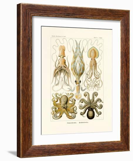 Gamochonia, 1899-1904-null-Framed Giclee Print