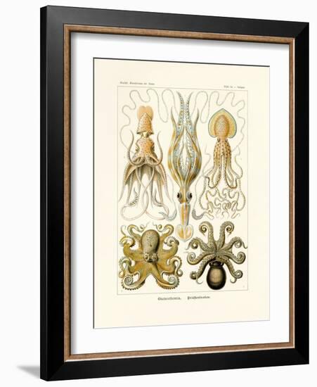 Gamochonia, 1899-1904-null-Framed Giclee Print