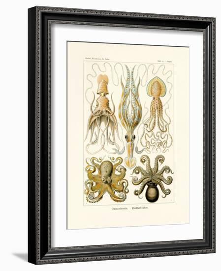 Gamochonia, 1899-1904-null-Framed Giclee Print