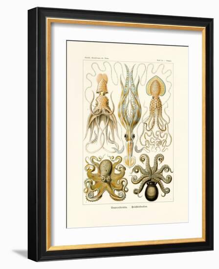 Gamochonia, 1899-1904-null-Framed Giclee Print