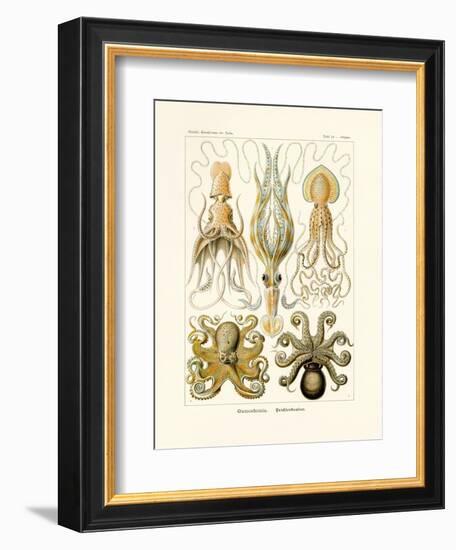 Gamochonia, 1899-1904-null-Framed Giclee Print