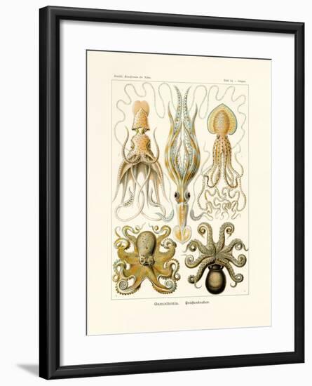 Gamochonia, 1899-1904-null-Framed Giclee Print