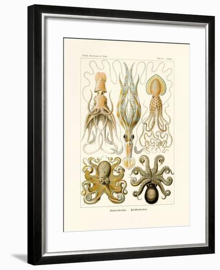 Gamochonia, 1899-1904-null-Framed Giclee Print