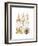 Gamochonia-Ernst Haeckel-Framed Art Print