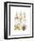 Gamochonia-Ernst Haeckel-Framed Art Print