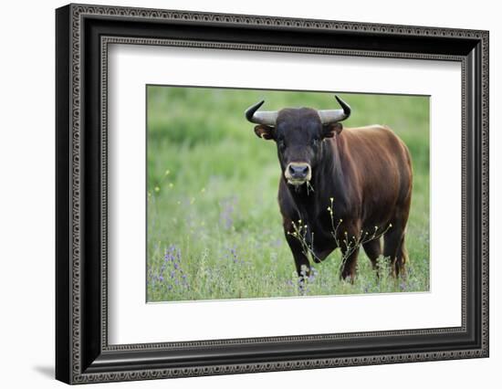 Ganado Bravo, Fighting Bull Portrait, Ciudad Rodrigo, Salamanca Region, Castilla Y Leon, Spain-Widstrand-Framed Photographic Print