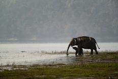 Elephants in Water-Ganesh H Shankar-Mounted Photographic Print