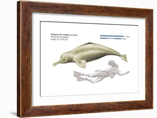 Ganges River Dolphin or Susu (Platanista Gangetica), Mammals-Encyclopaedia Britannica-Framed Art Print