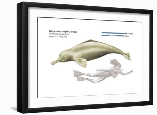 Ganges River Dolphin or Susu (Platanista Gangetica), Mammals-Encyclopaedia Britannica-Framed Art Print