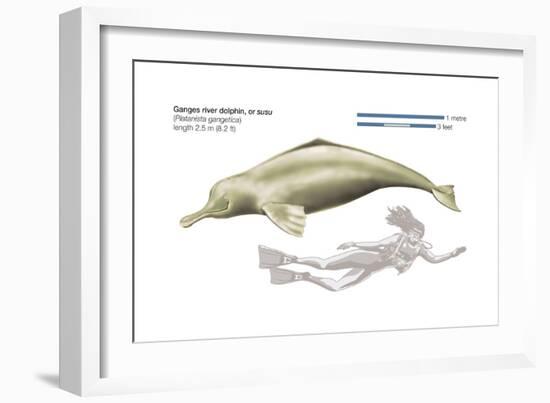 Ganges River Dolphin or Susu (Platanista Gangetica), Mammals-Encyclopaedia Britannica-Framed Art Print