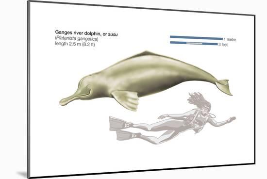 Ganges River Dolphin or Susu (Platanista Gangetica), Mammals-Encyclopaedia Britannica-Mounted Art Print