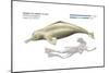 Ganges River Dolphin or Susu (Platanista Gangetica), Mammals-Encyclopaedia Britannica-Mounted Art Print