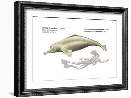 Ganges River Dolphin or Susu (Platanista Gangetica), Mammals-Encyclopaedia Britannica-Framed Art Print