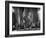 Gangster Mickey Cohen Testifying before Senate Racket Comm-Ed Clark-Framed Photographic Print