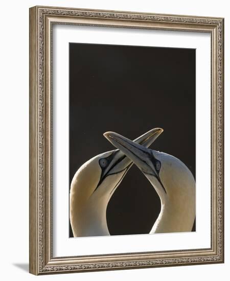 Gannet breeding pair during courtship ritual, Saltee Islands-Andrew Parkinson-Framed Photographic Print