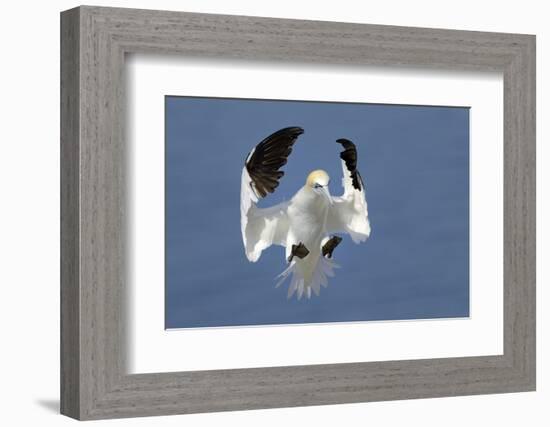 Gannet (Morus Bassanus) Landing In Colony, Bass Rock, Scotland, UK, July-Michel Poinsignon-Framed Photographic Print