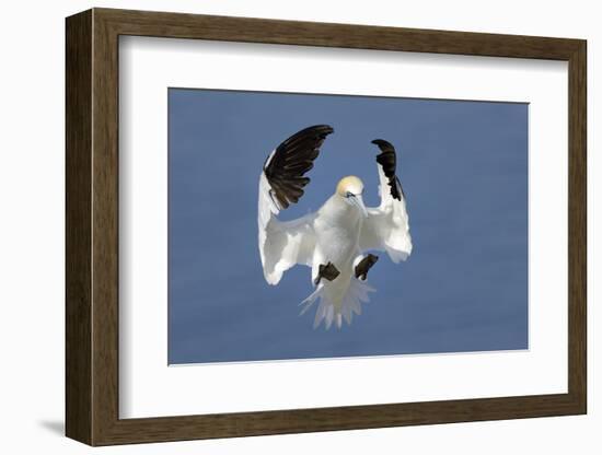 Gannet (Morus Bassanus) Landing In Colony, Bass Rock, Scotland, UK, July-Michel Poinsignon-Framed Photographic Print