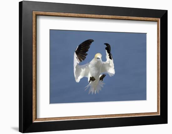 Gannet (Morus Bassanus) Landing In Colony, Bass Rock, Scotland, UK, July-Michel Poinsignon-Framed Photographic Print