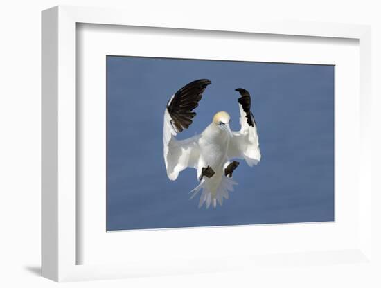 Gannet (Morus Bassanus) Landing In Colony, Bass Rock, Scotland, UK, July-Michel Poinsignon-Framed Photographic Print