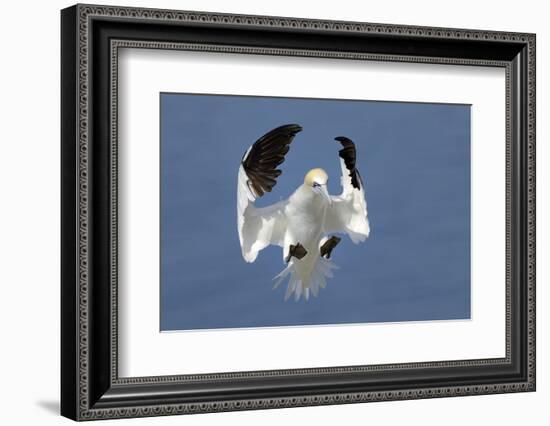 Gannet (Morus Bassanus) Landing In Colony, Bass Rock, Scotland, UK, July-Michel Poinsignon-Framed Photographic Print