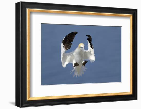 Gannet (Morus Bassanus) Landing In Colony, Bass Rock, Scotland, UK, July-Michel Poinsignon-Framed Photographic Print