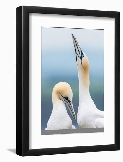 Gannet pair (Morus bassanus), one skypointing (raising their beaks) whilst courting, Scotland, Unit-Matthew Cattell-Framed Photographic Print