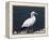 Gannet Perched on Rock, Bass Rock, East Lothian, Scotland, United Kingdom-Roy Rainford-Framed Premier Image Canvas