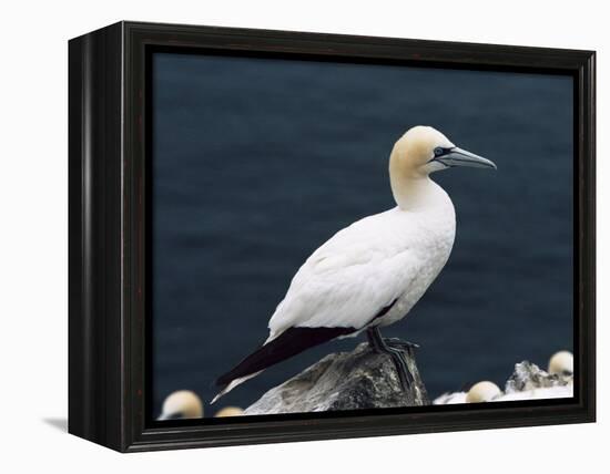 Gannet Perched on Rock, Bass Rock, East Lothian, Scotland, United Kingdom-Roy Rainford-Framed Premier Image Canvas