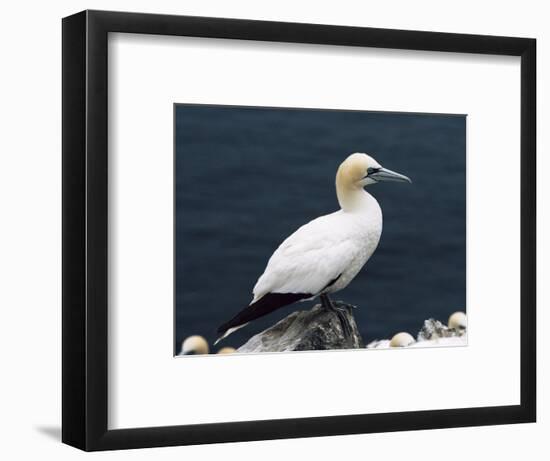 Gannet Perched on Rock, Bass Rock, East Lothian, Scotland, United Kingdom-Roy Rainford-Framed Photographic Print