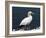 Gannet Perched on Rock, Bass Rock, East Lothian, Scotland, United Kingdom-Roy Rainford-Framed Photographic Print