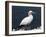 Gannet Perched on Rock, Bass Rock, East Lothian, Scotland, United Kingdom-Roy Rainford-Framed Photographic Print