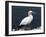 Gannet Perched on Rock, Bass Rock, East Lothian, Scotland, United Kingdom-Roy Rainford-Framed Photographic Print