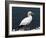 Gannet Perched on Rock, Bass Rock, East Lothian, Scotland, United Kingdom-Roy Rainford-Framed Photographic Print